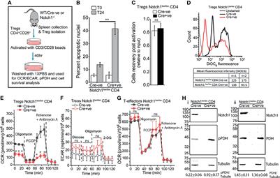 Notch1 Modulation of Cellular Calcium Regulates Mitochondrial Metabolism and Anti-Apoptotic Activity in T-Regulatory Cells